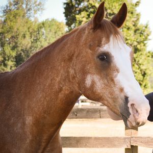 Meet your Posher, Kristen